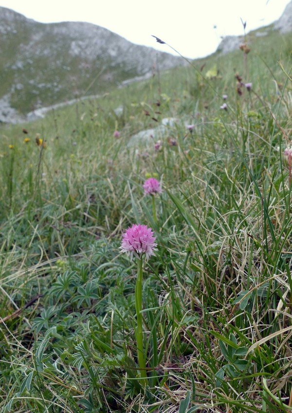 er Terminillo: la Nigritella widderi e altre orchidee sulla montagna di Roma.